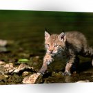 Lynx Cautious Approach Eurasian A1 Xlarge Canvas