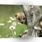 Lynx Cub A1 Xlarge Canvas