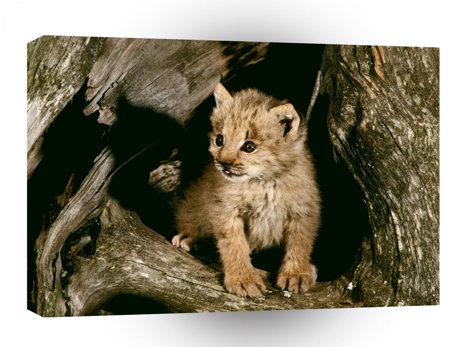 Lynx Cub Loomis State Forest A1 Xlarge Canvas