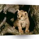 Lynx Cub Loomis State Forest A1 Xlarge Canvas