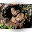 Lynx Hide And Seek Canada A1 Xlarge Canvas