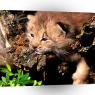 Lynx Peaking Interest Canada A1 Xlarge Canvas