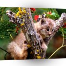 Lynx Up A Tree Canada A1 Xlarge Canvas