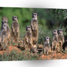 Meerkats Afternoon Watch A1 Xlarge Canvas