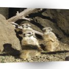 Meerkats Bodyguard A1 Xlarge Canvas