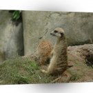 Meerkats Doggystyle A1 Xlarge Canvas