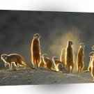 Meerkats Dusty Kats A1 Xlarge Canvas