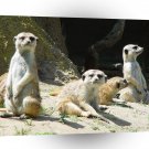 Meerkats Enjoy Sunbathing A1 Xlarge Canvas
