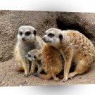 Meerkats Family Matters A1 Xlarge Canvas