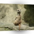 Meerkats Happytimes A1 Xlarge Canvas