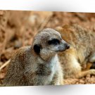 Meerkats In The Den A1 Xlarge Canvas