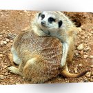Meerkats Lots Of Hugs A1 Xlarge Canvas