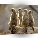 Meerkats Meeting A1 Xlarge Canvas