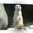 Meerkats My Old Self A1 Xlarge Canvas