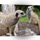 Meerkats Nature Park A1 Xlarge Canvas