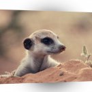 Meerkats Sandpit Playtime A1 Xlarge Canvas