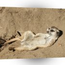 Meerkats Scratch My Belly A1 Xlarge Canvas