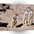 Meerkats South African Family A1 Xlarge Canvas