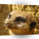 Meerkats Sparkling Eyes A1 Xlarge Canvas