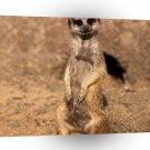 Meerkats You Looking At Me A1 Xlarge Canvas