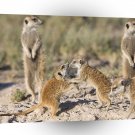 Meerkats Young Playful Bundels A1 Xlarge Canvas