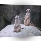 Meerkats Zootime A1 Xlarge Canvas