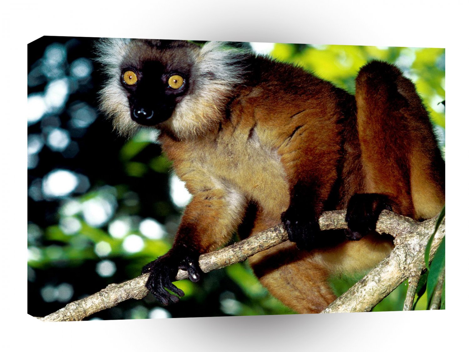 Monkey Black Lemur Malagasy Republic A1 Xlarge Canvas