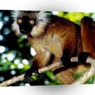 Monkey Black Lemur Malagasy Republic A1 Xlarge Canvas
