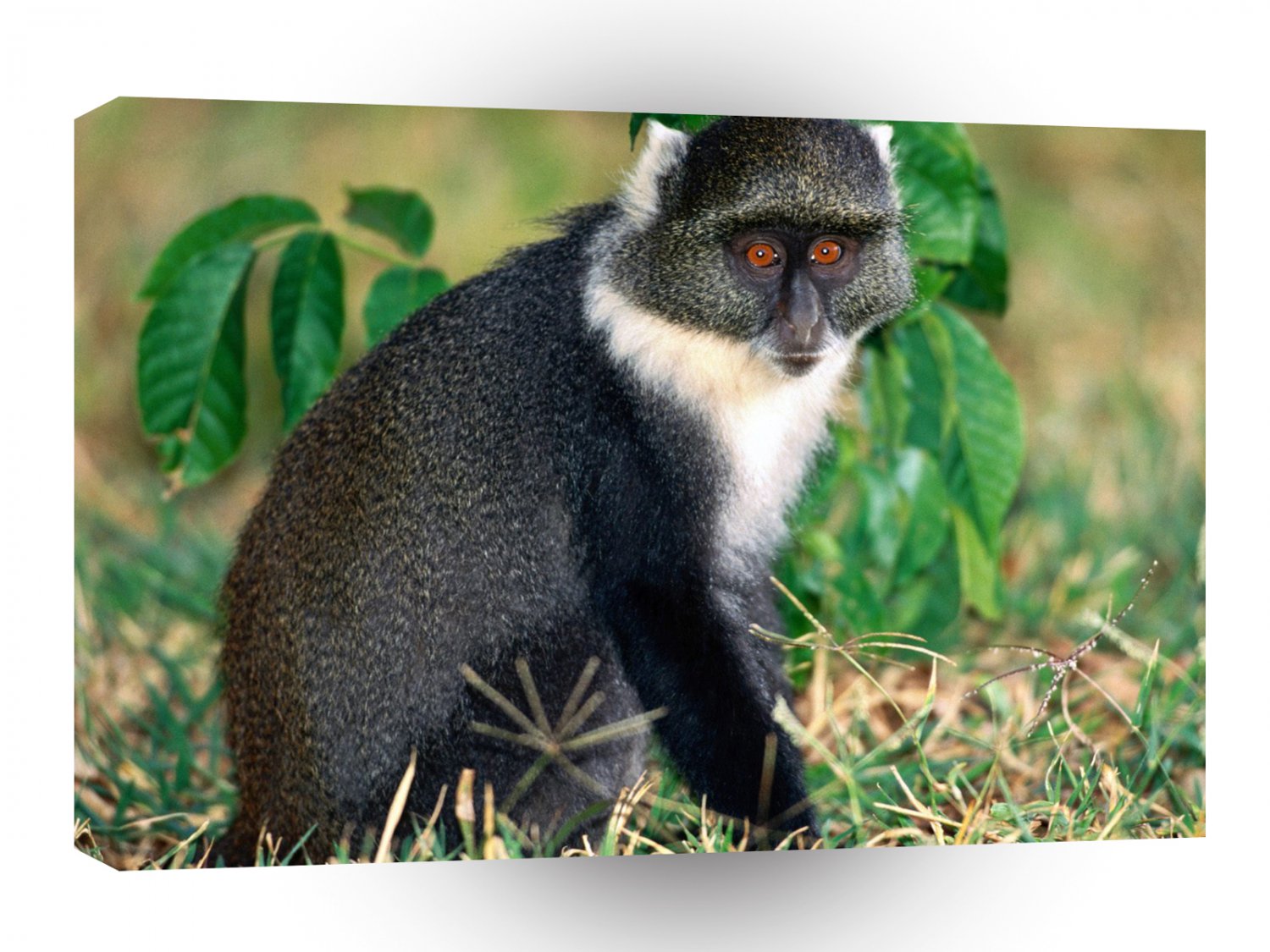 Monkey Blue A1 Xlarge Canvas