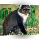 Monkey Blue A1 Xlarge Canvas