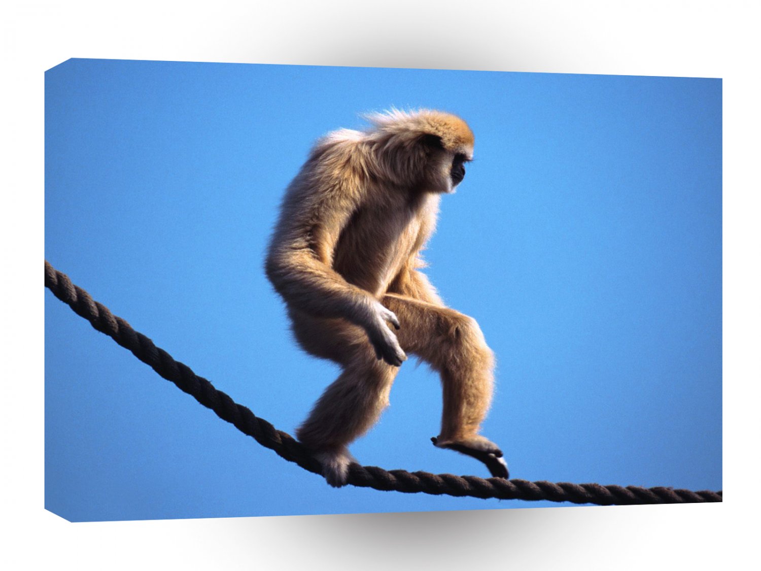 Monkey Easy On Down A1 Xlarge Canvas
