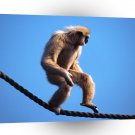 Monkey Easy On Down A1 Xlarge Canvas