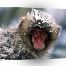 Monkey Frosty Times Japanese Snow A1 Xlarge Canvas