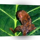 Monkey Hanging Out Pygmy Marmoset A1 Xlarge Canvas