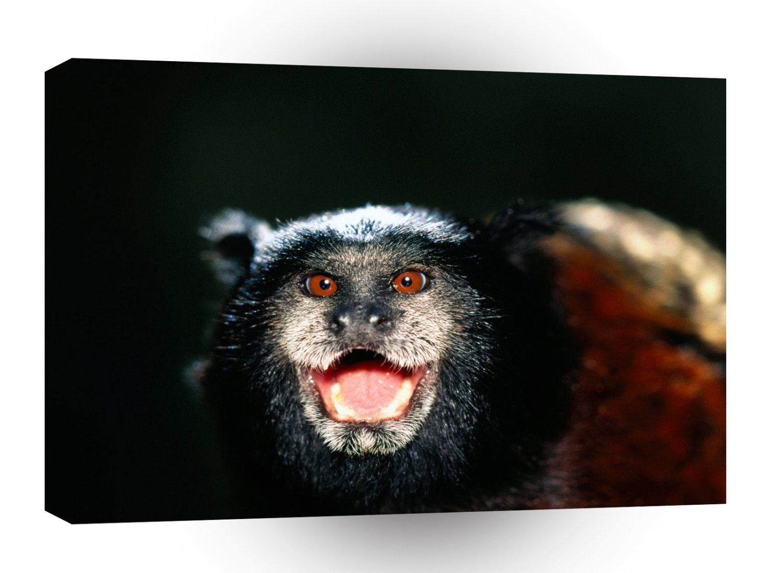 Monkey Happy Guy Saddleback Tamarin A1 Xlarge Canvas