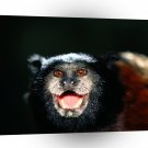 Monkey Happy Guy Saddleback Tamarin A1 Xlarge Canvas