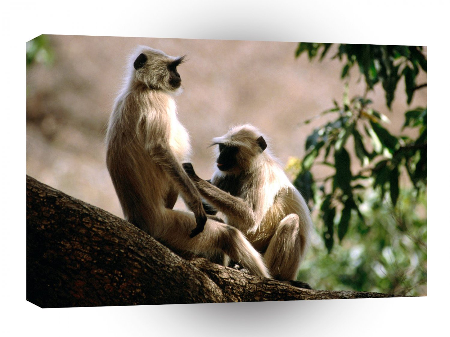 Monkey Langurs India A1 Xlarge Canvas