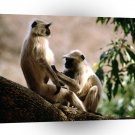 Monkey Langurs India A1 Xlarge Canvas