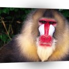 Monkey Male Mandrill A1 Xlarge Canvas