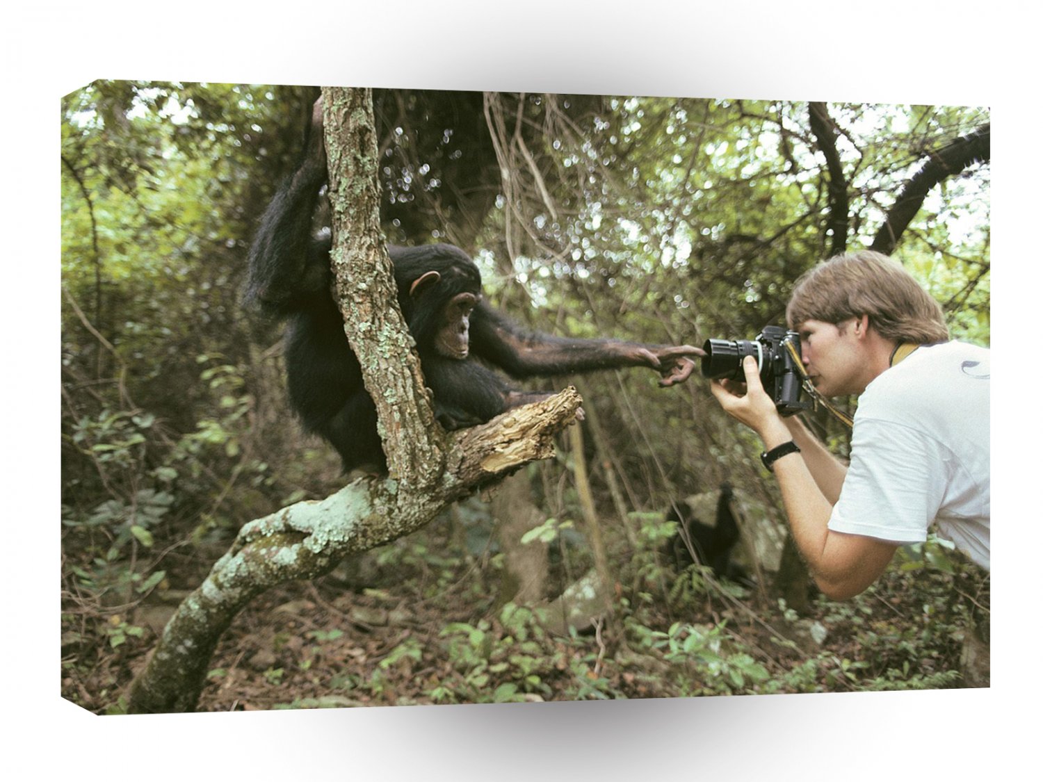 Monkey Monkeying Around A1 Xlarge Canvas