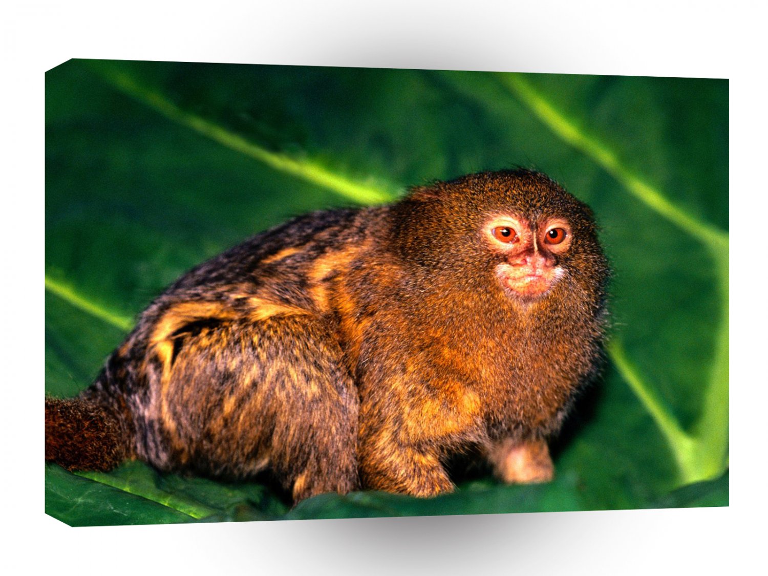Monkey Ready For Action Pygmy A1 Xlarge Canvas