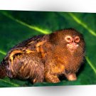 Monkey Ready For Action Pygmy A1 Xlarge Canvas