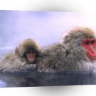 Monkey Relaxing Hot Springs Japanese Snow A1 Xlarge Canvas