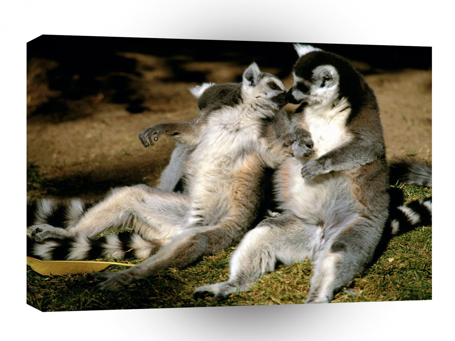 Monkey Ring Tailed Lemur Love A1 Xlarge Canvas