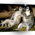 Monkey Ring Tailed Lemur Love A1 Xlarge Canvas
