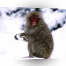 Monkey Snowball Fight Japanese Snow A1 Xlarge Canvas