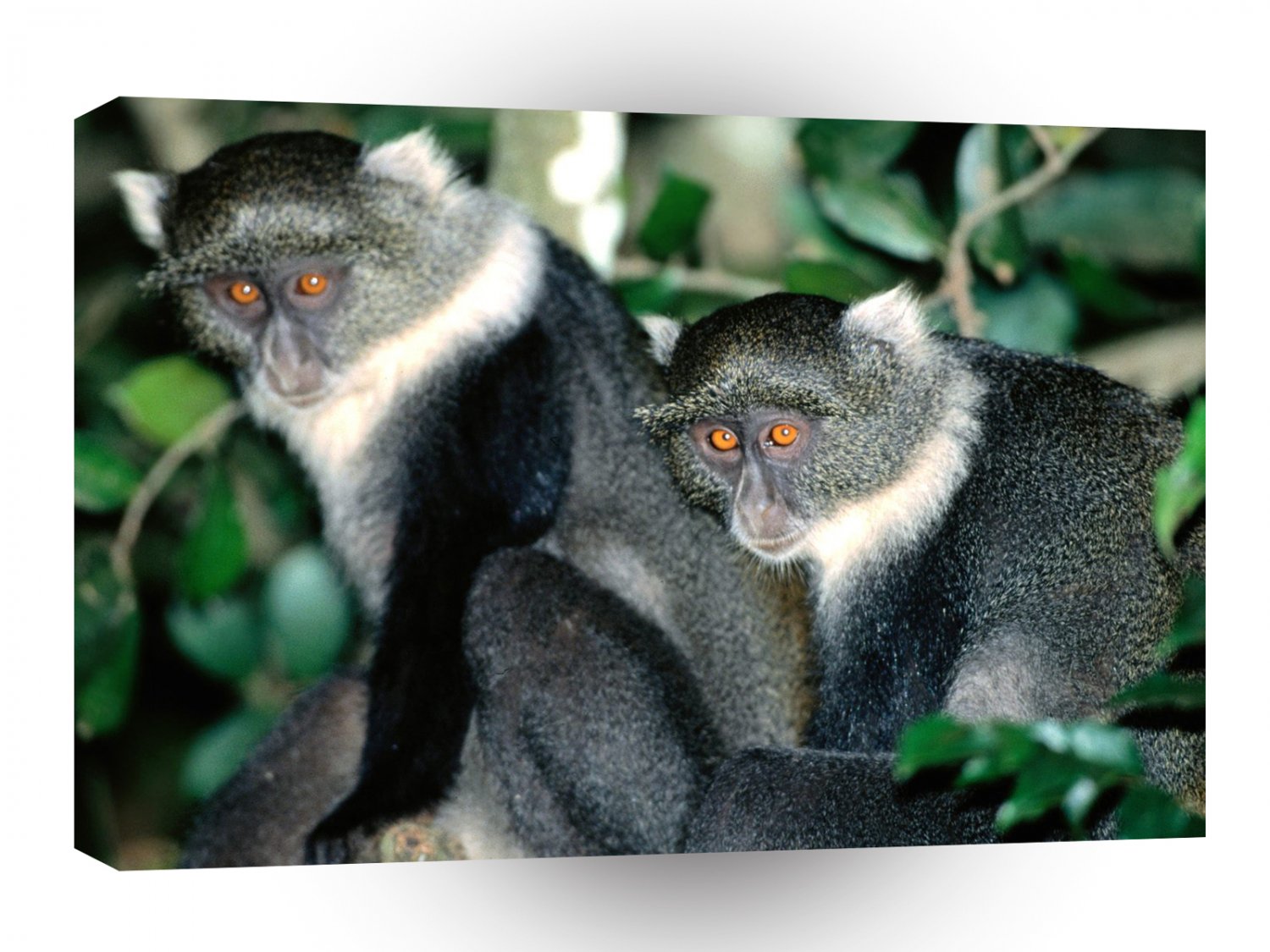 Monkey Spectators Blue S A1 Xlarge Canvas