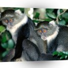 Monkey Spectators Blue S A1 Xlarge Canvas