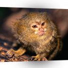 Monkey Tempting Pygmy Marmoset A1 Xlarge Canvas