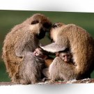 Monkey Vervet Uganda Africa A1 Xlarge Canvas